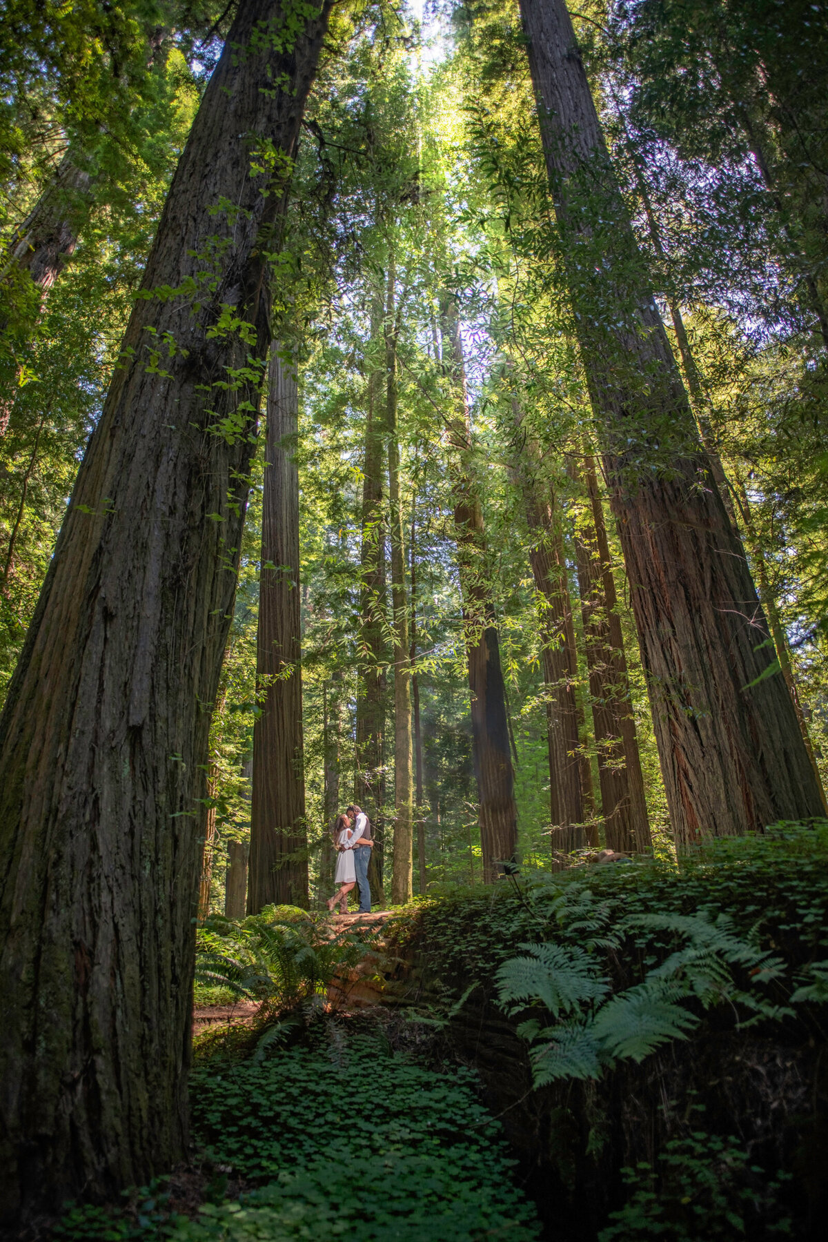 Humboldt-County-Engagement-Photographer-Redwoods-Humboldt-REdwoods-Humboldt-Nor-Cal-Parky's-Pics-Coastal-Redwoods-Elopements-3