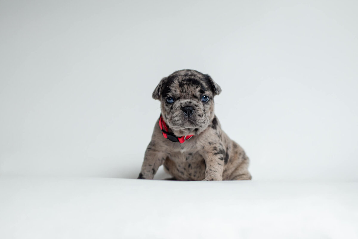 Merle French Bulldog sitting on white backdrop wearing a red collar