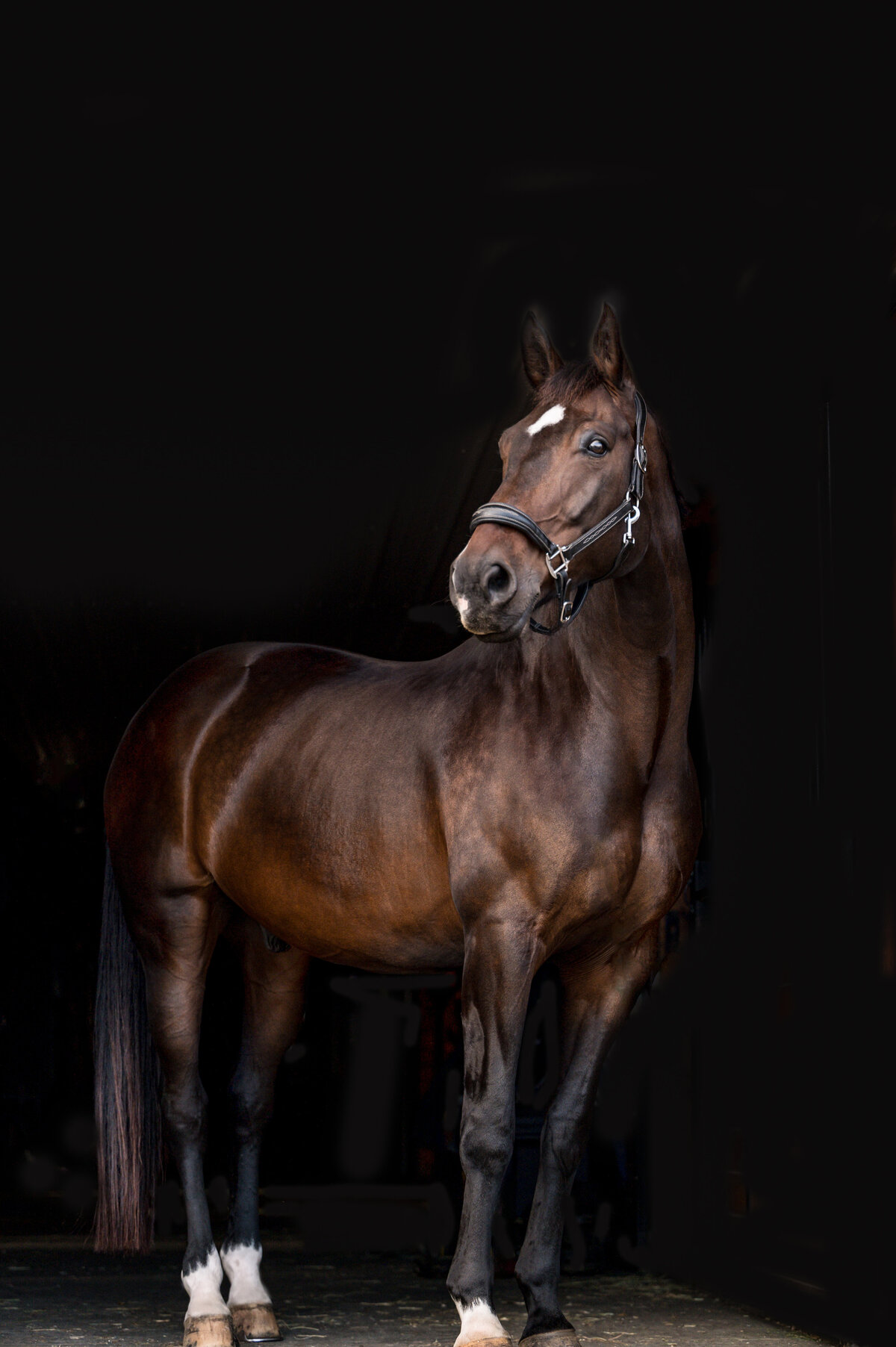 9-Clair's Horses | Oden & Janelle Photographers LLC 2023 | JJH_7353