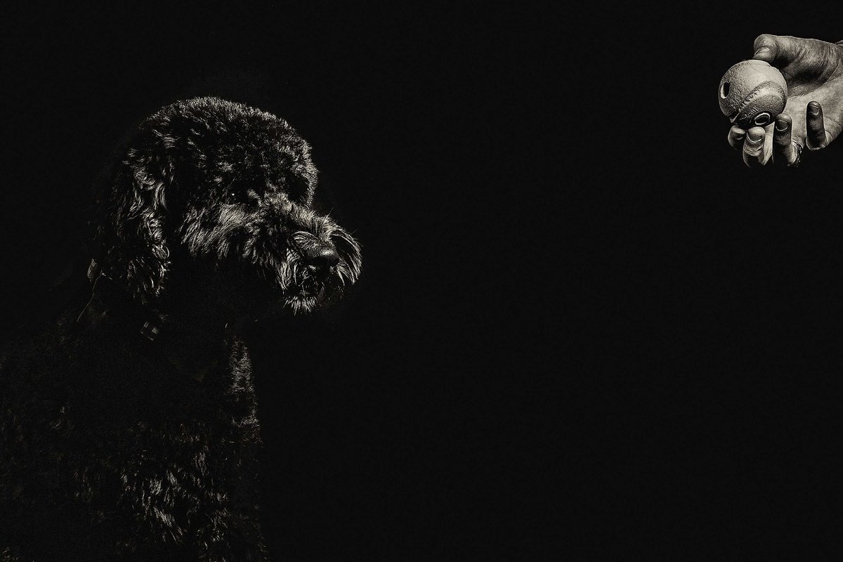 Black-Golden-Doodle-Ball-Pet-Photographers-in-Charleston-SC-Fia-Forever-Photography-C64A6258-Sig-6029