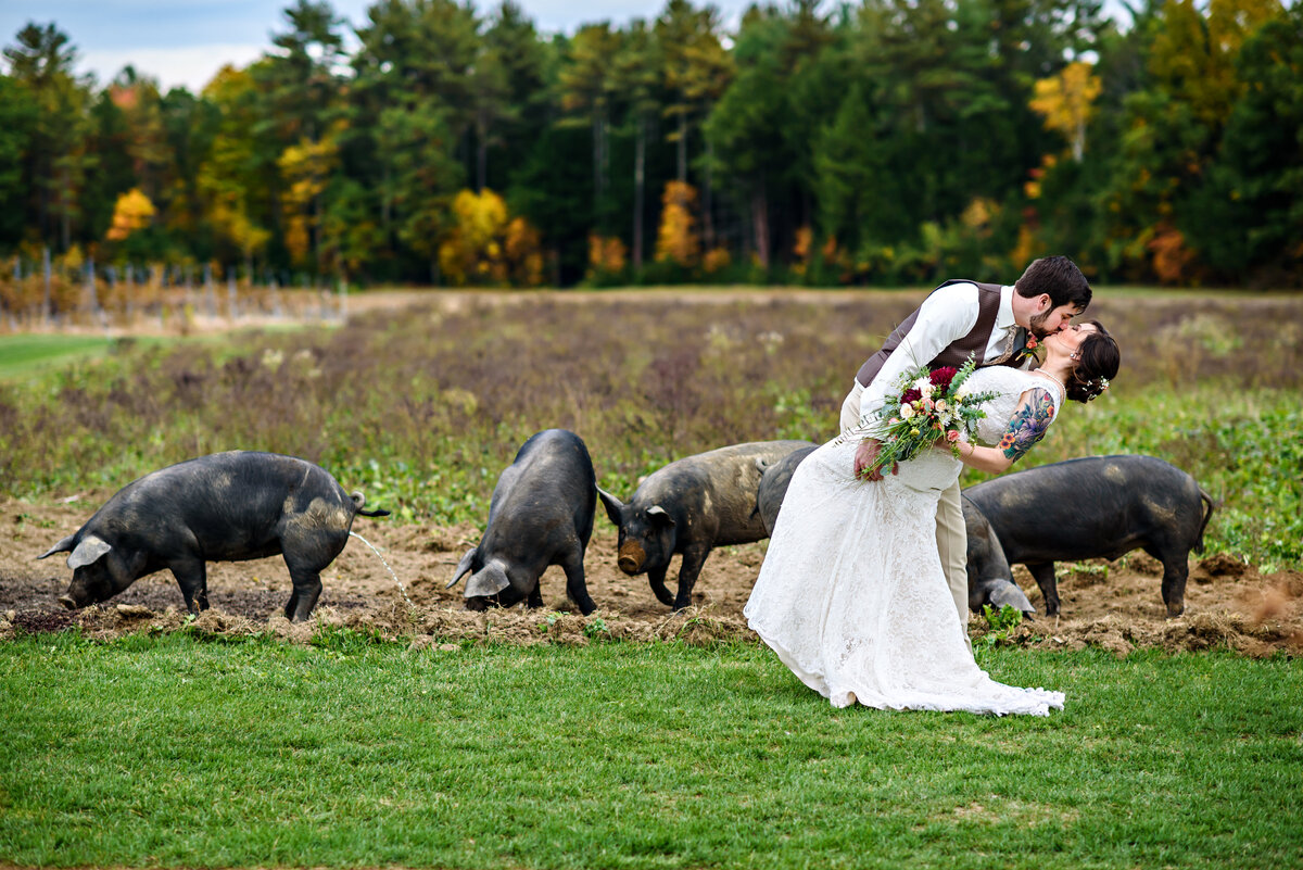 A groom kisses his bride in front of the pigs at this rustic farm wedding.