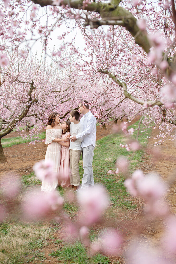 Family session located outside at the cherry blossom field