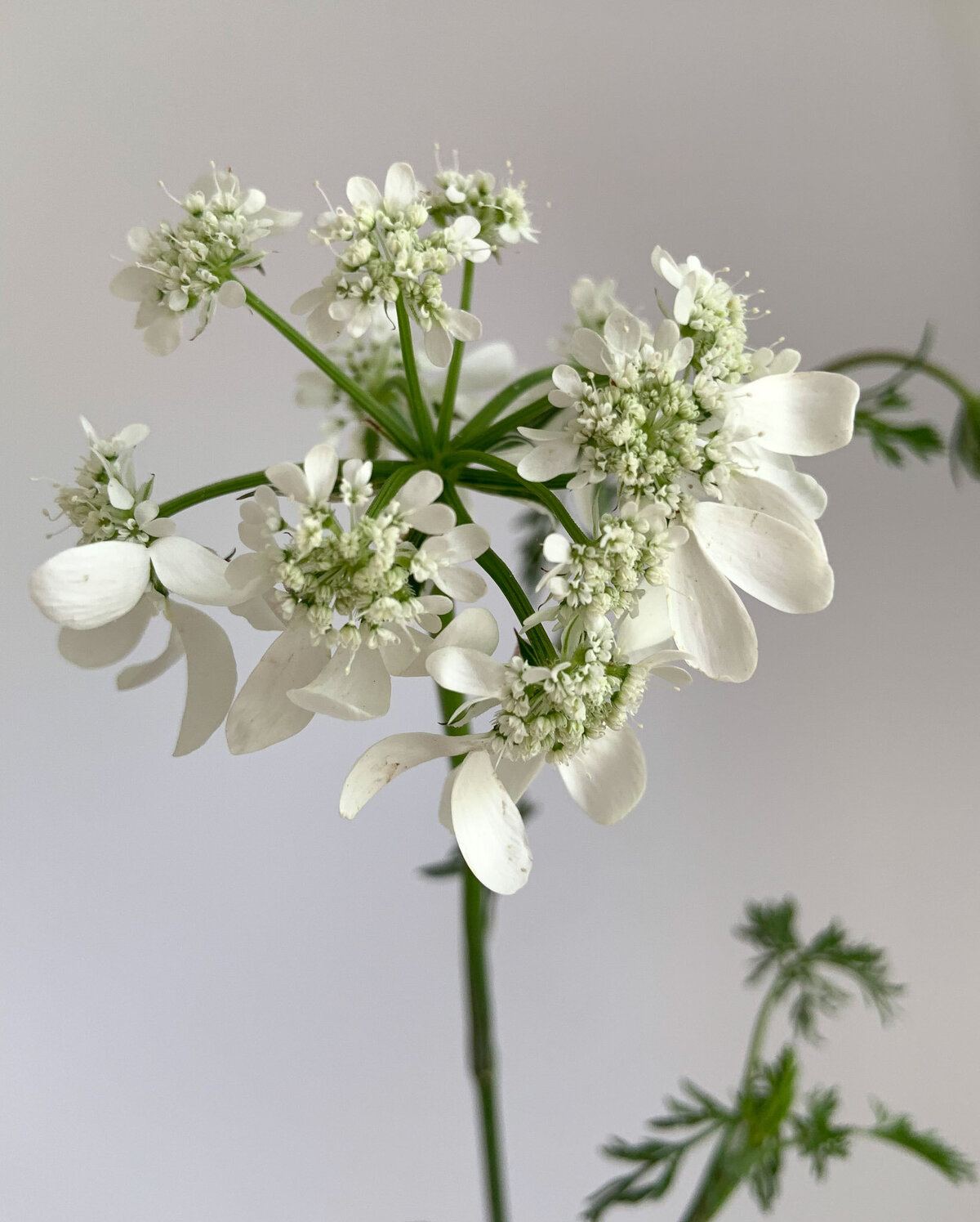 White orlaya lace flower.