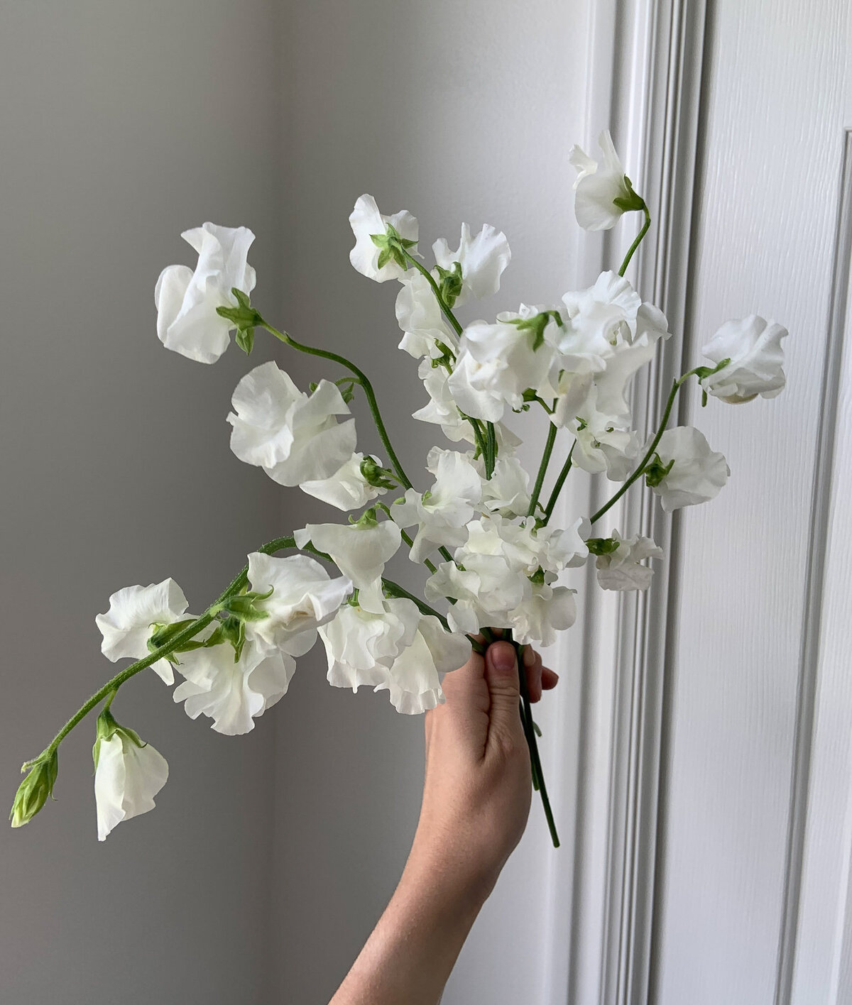 Handful of delicate white sweet pea in the floral design studio.