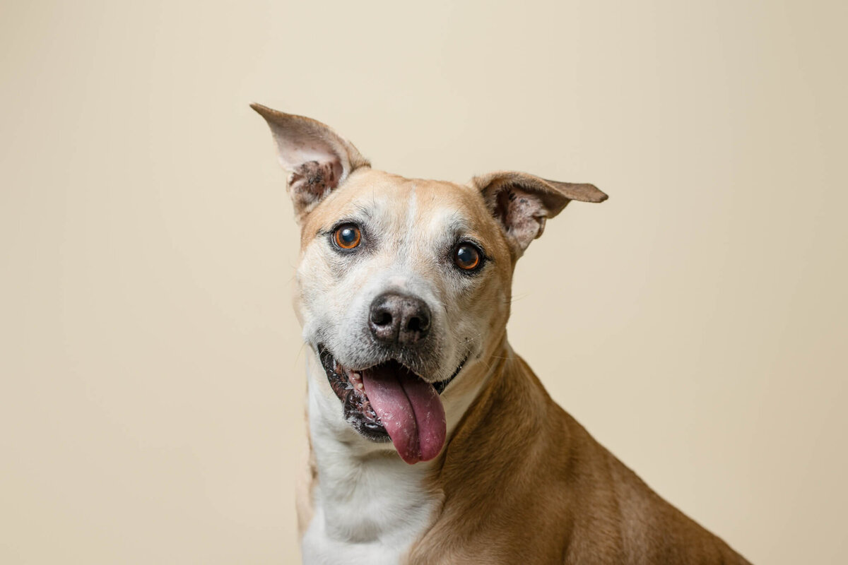 Senior Terrier Mix Pit Bull on a tan background sticking his tongue out