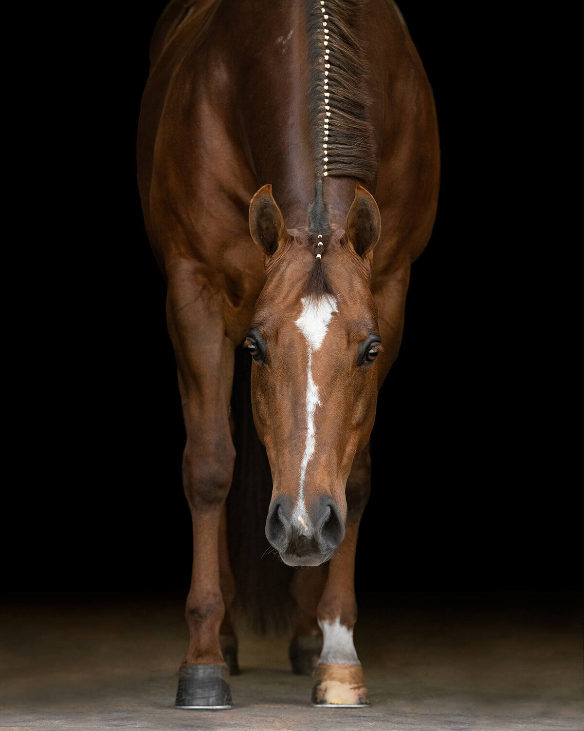 Chestnut Quarter Horse Mare with lead down photographed against a black background.