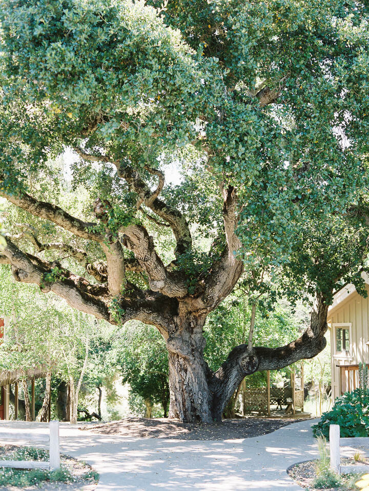 oak tree at holman ranch