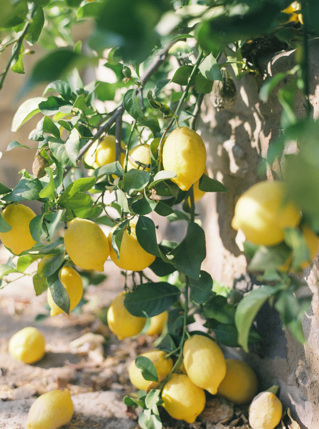 Ojai_EmbarkEvents_TroyMeiklePhoto_01