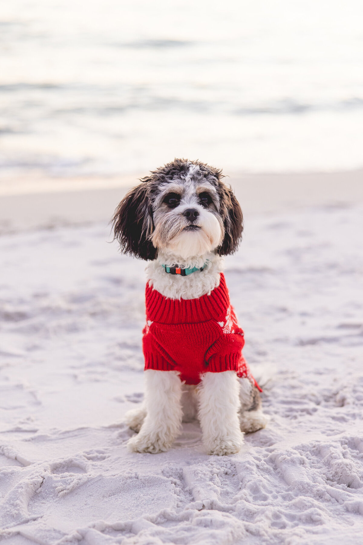 portrait of dog wearing sweater on beach 30a