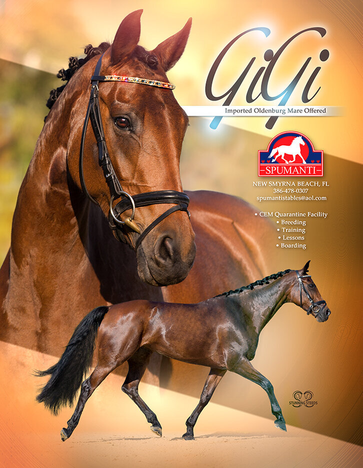 oldenburg warmblood for sale ad design