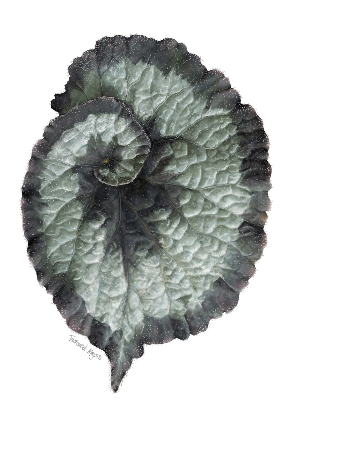 Townsend Majors' illustration of an escargot begonia plant