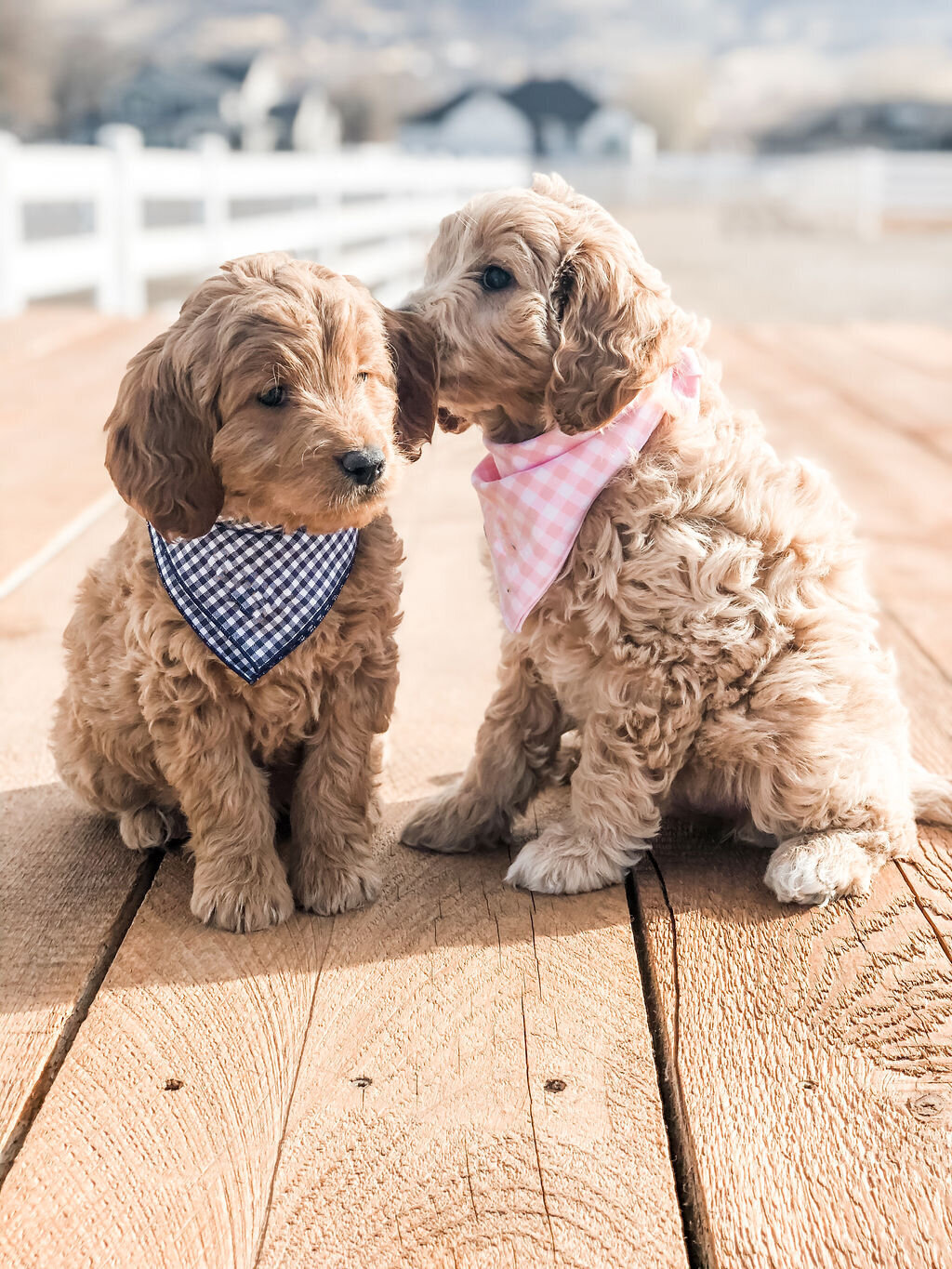 Two young doodle puppies whispering to each other