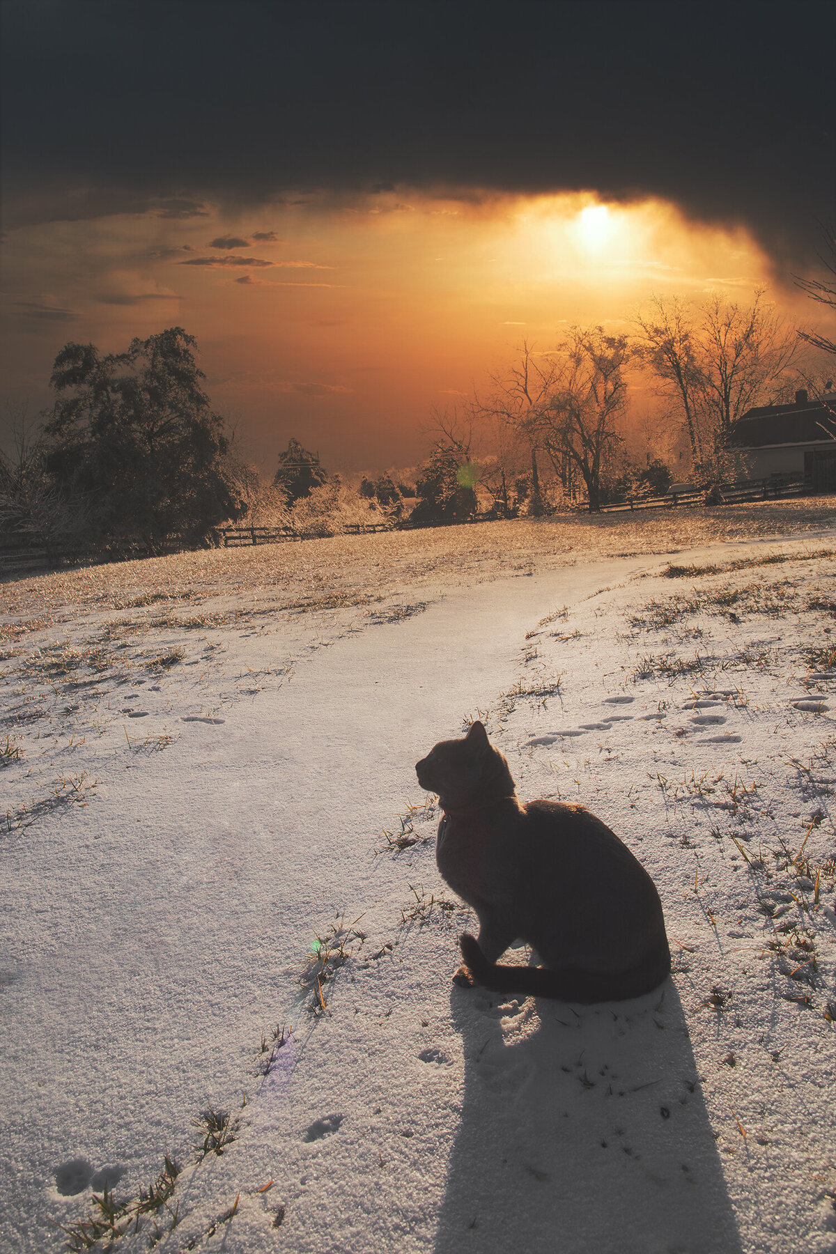 crestwood_ky_pet_photography_cat_snow_sunset