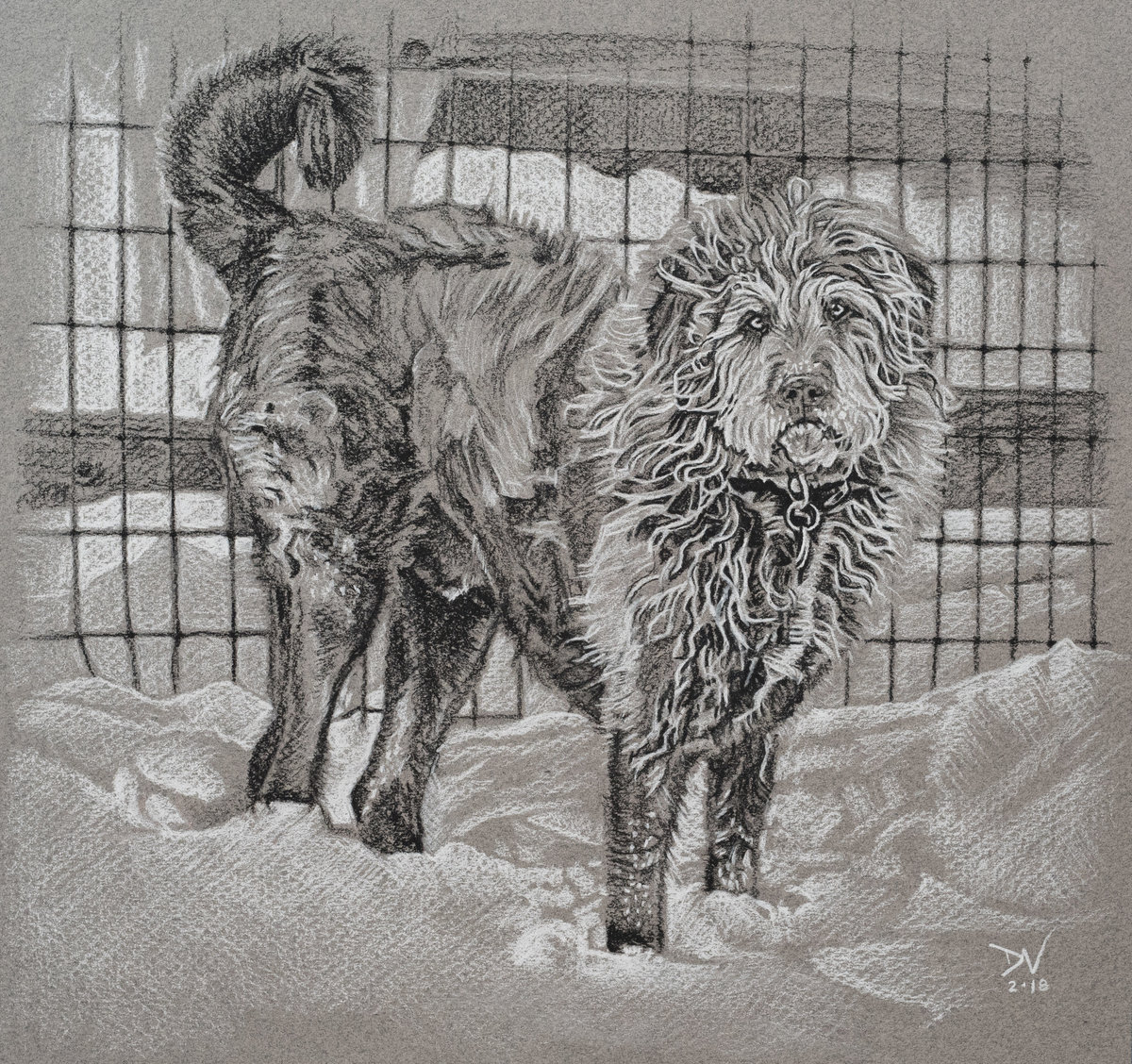 2018-02 Buddy Pup - 9.5X9 - charcoal on paper - SA