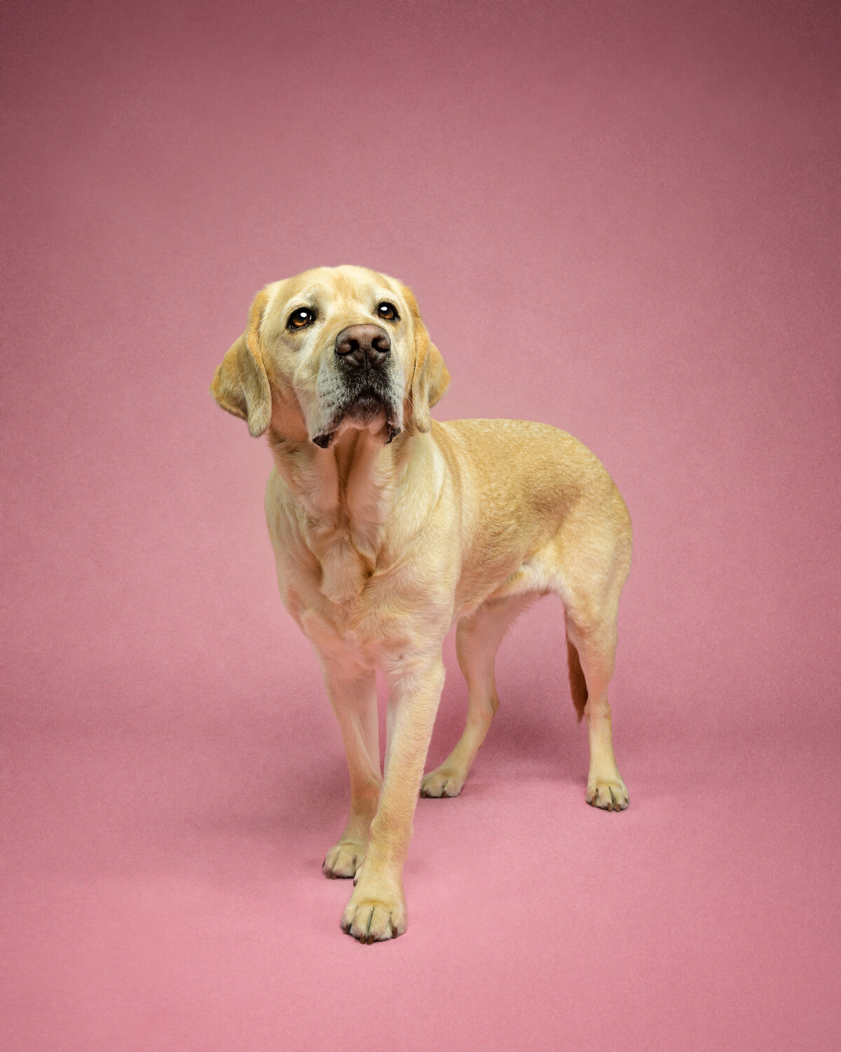 Capture the elegance of studio dog portrait photography in Vancouver with Pets through the Lens Photography. This beautiful image features a dignified Labrador standing against a soft pink backdrop, showcasing its gentle and expressive nature. Our professional pet photography studio specializes in creating high-quality, timeless portraits that highlight the unique beauty and personality of your pet. Choose Pets through the Lens Photography for the finest pet photography experience in Vancouver.