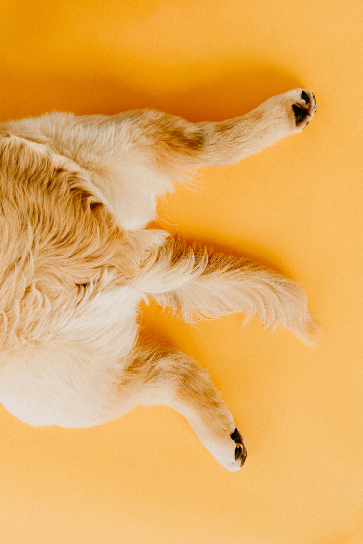 puppy tail on yellow backdrop