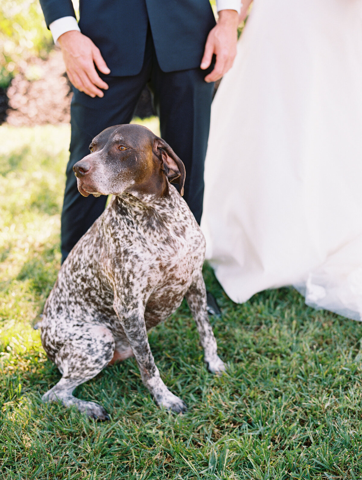 dog at wedding in Cape Cod, Massachusetts