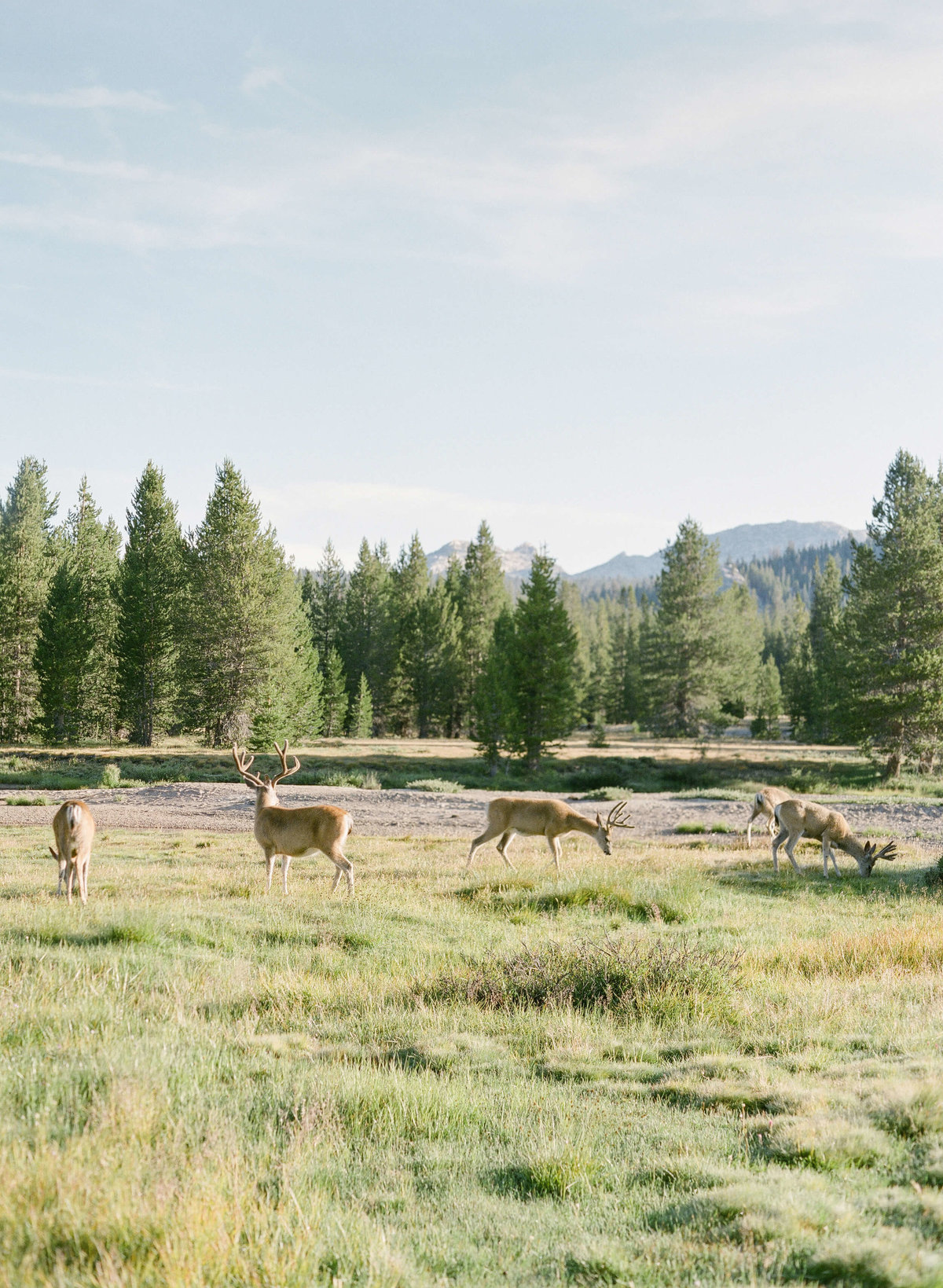 44-KTMerry-travel-photography-Yosemite-deer