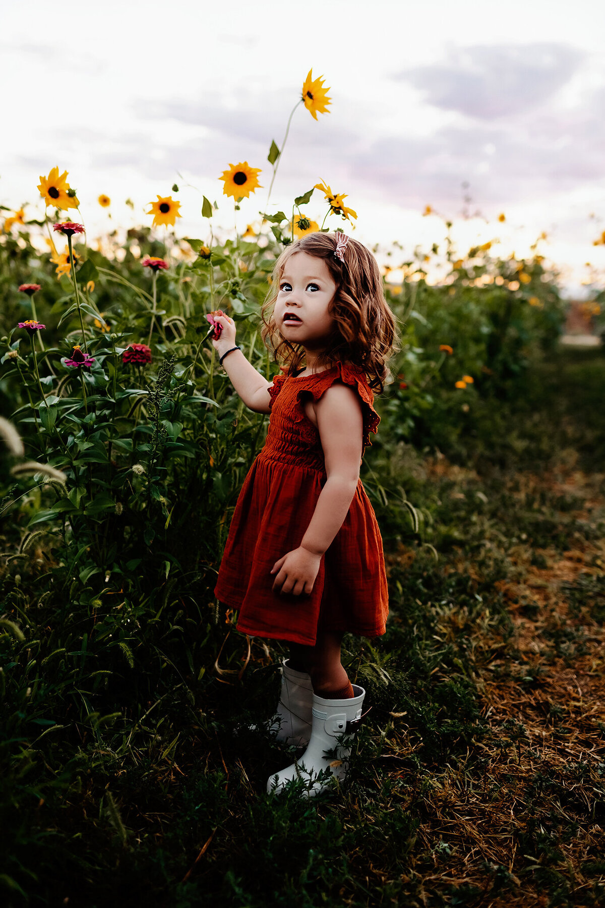 toddler in sunflower filed for photos in windsor colroado