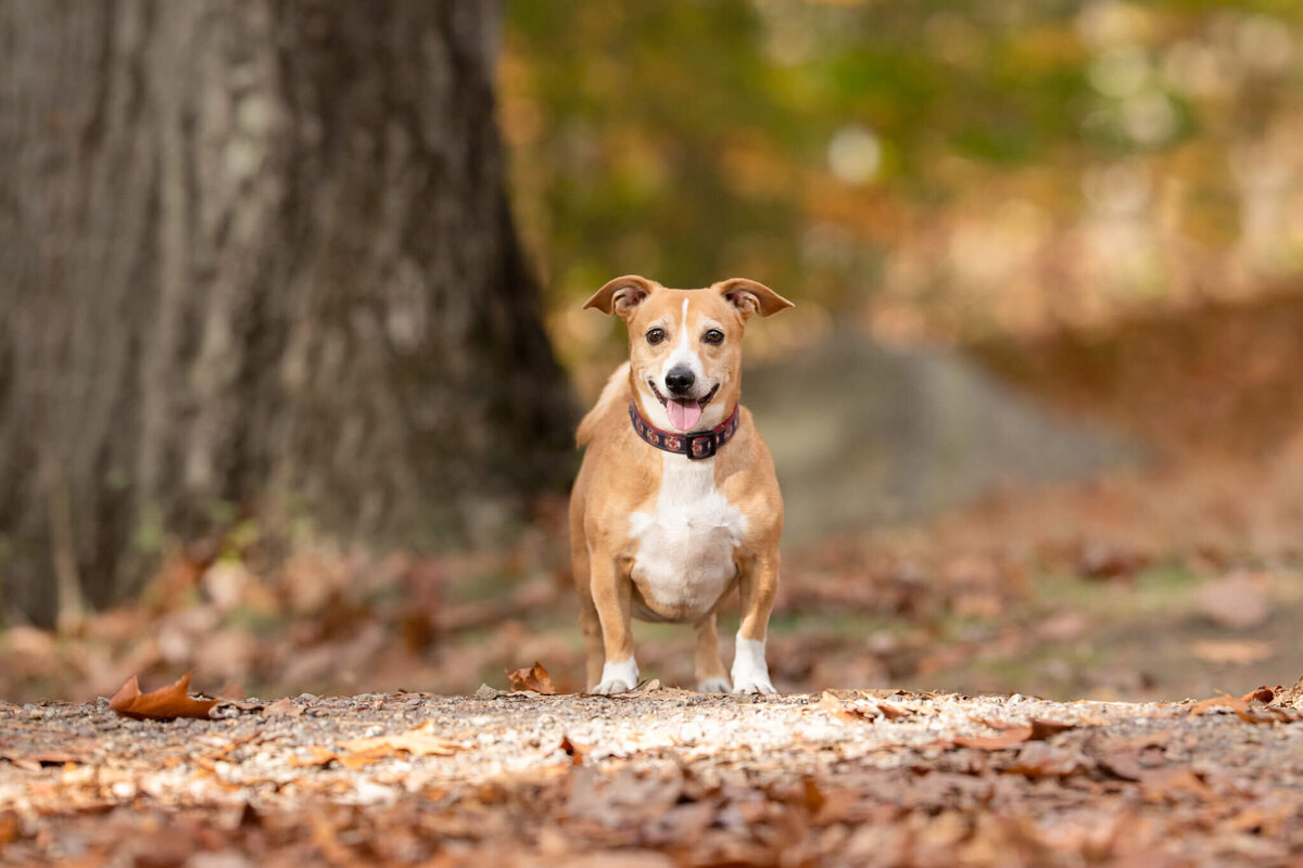 Small tan and white dog posing happily at a Boston dog photographer in the forest