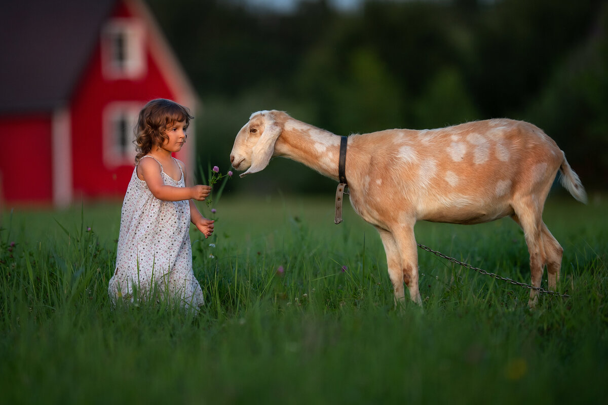 Little toddler girl is feeding goat with purple clover flowers in a farm near red barn in Lithuania.
