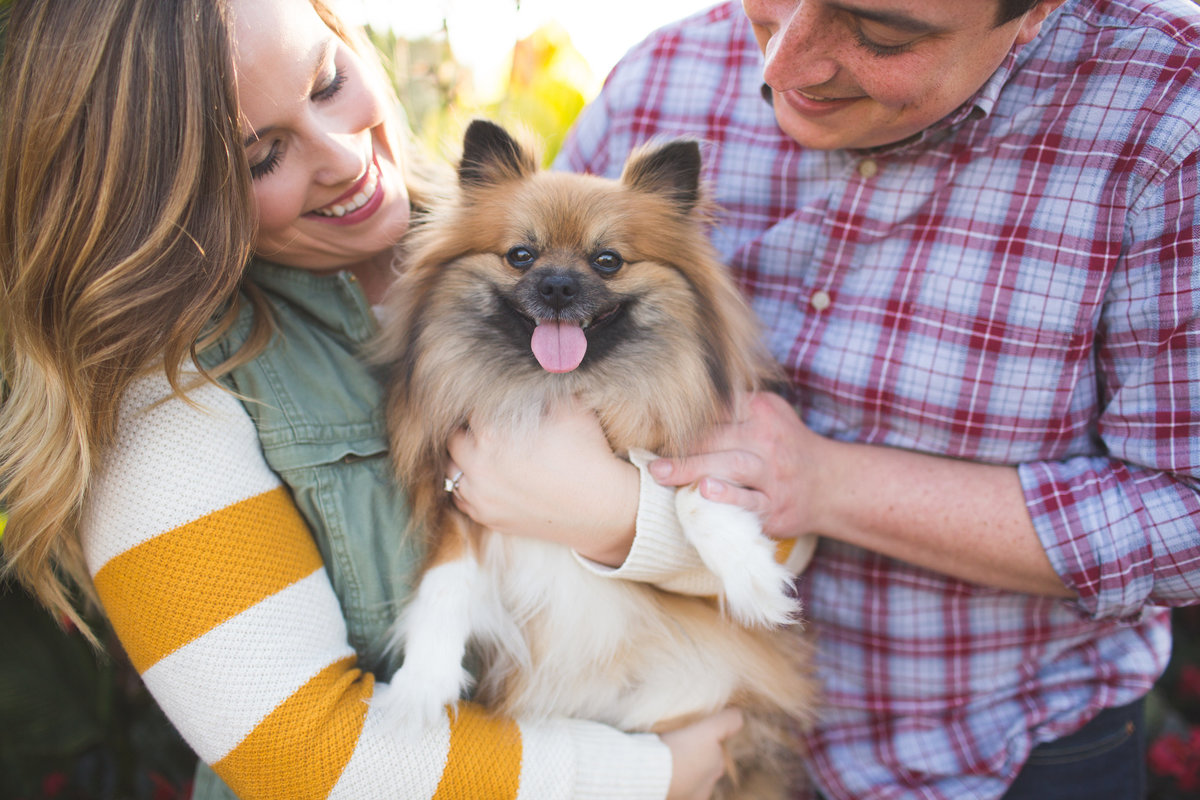 Engagement and weddings with Pets