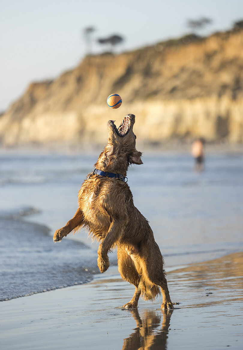 happy-beach-dog