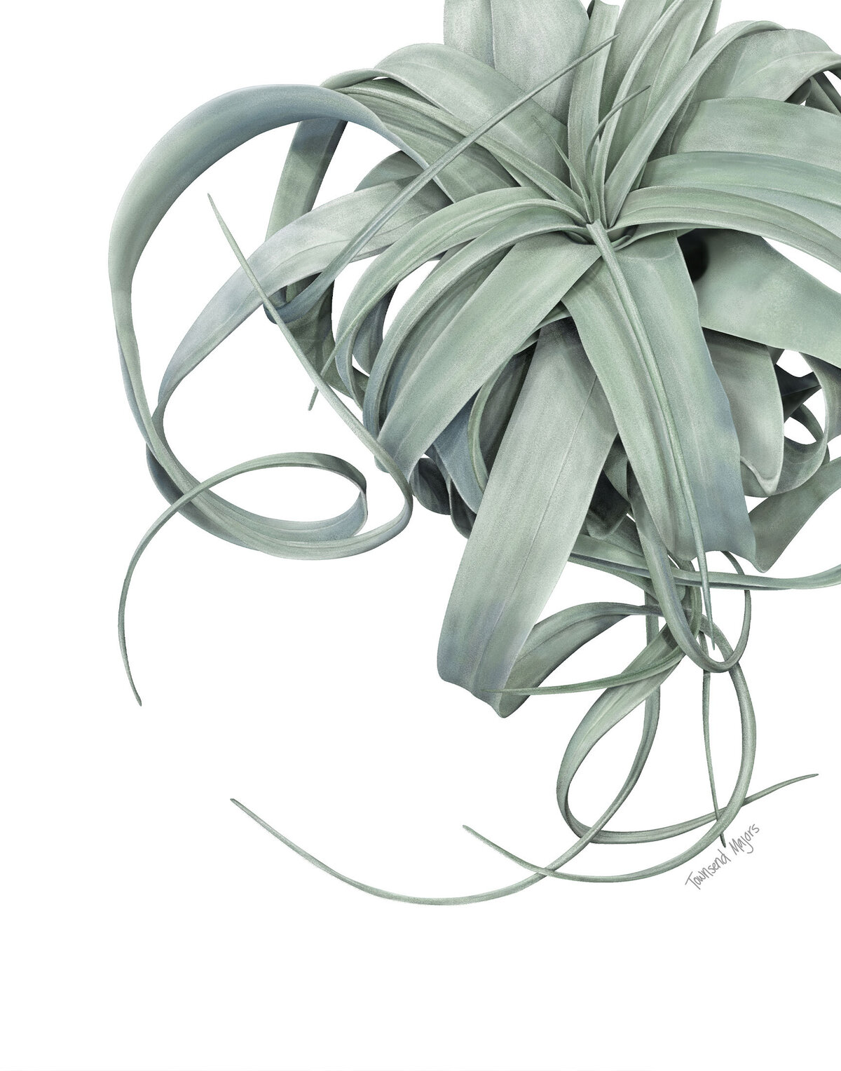 Townsend Majors' xerographica air plant illustration