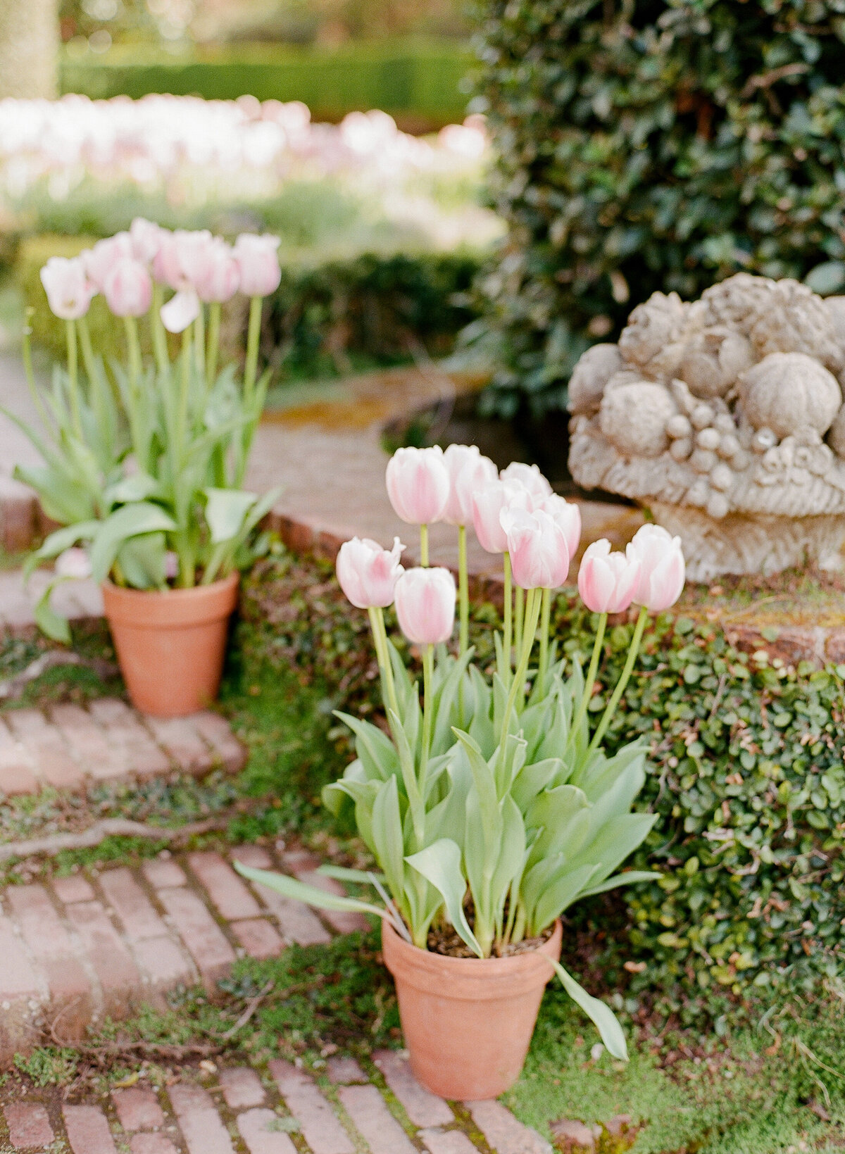 Needle and Thread Filoli engagement-3