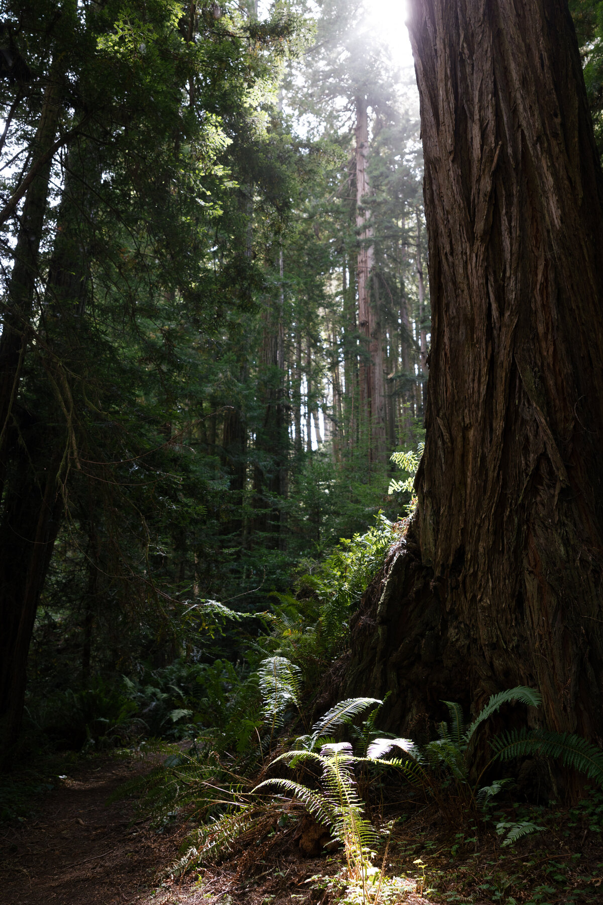 Bay-Area-Elopement-9