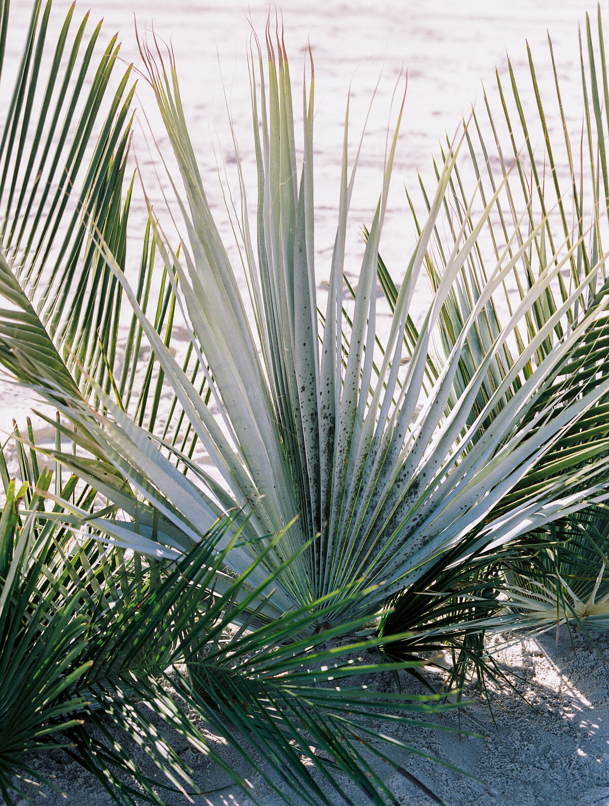 close up of palm frawn ceremony inspiration for a wedding.