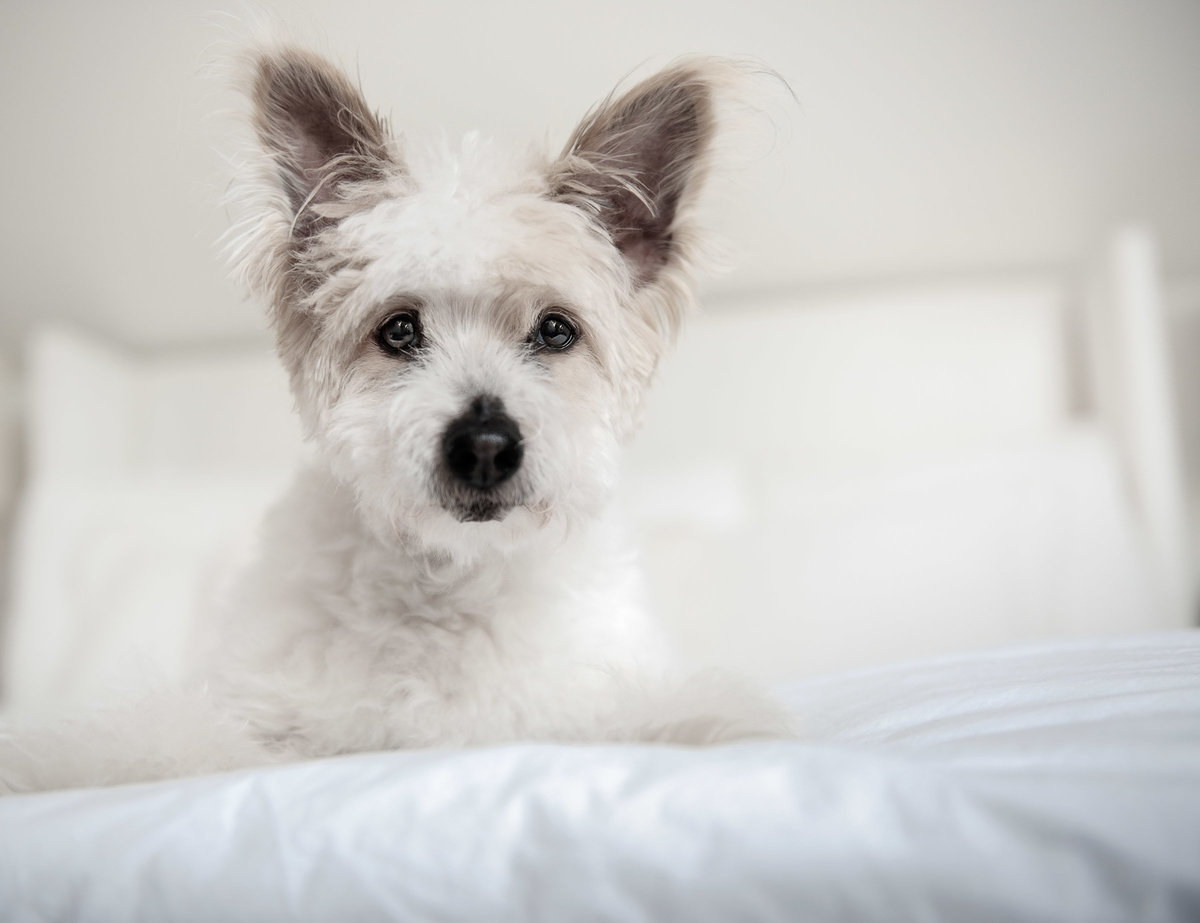 Older white coton de tulear dog on white bed
