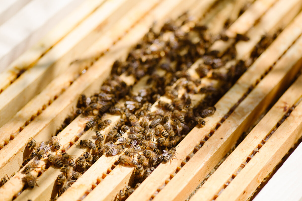 Colorado Bees Simply Cassandra Photography-2