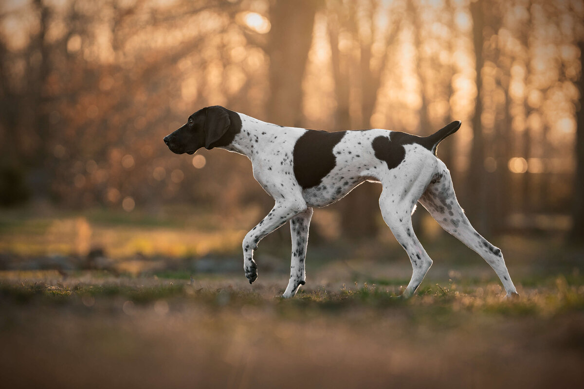 German Shorthair Pointer walking slowly while following a bird with golden hour sun coming through trees in the background.