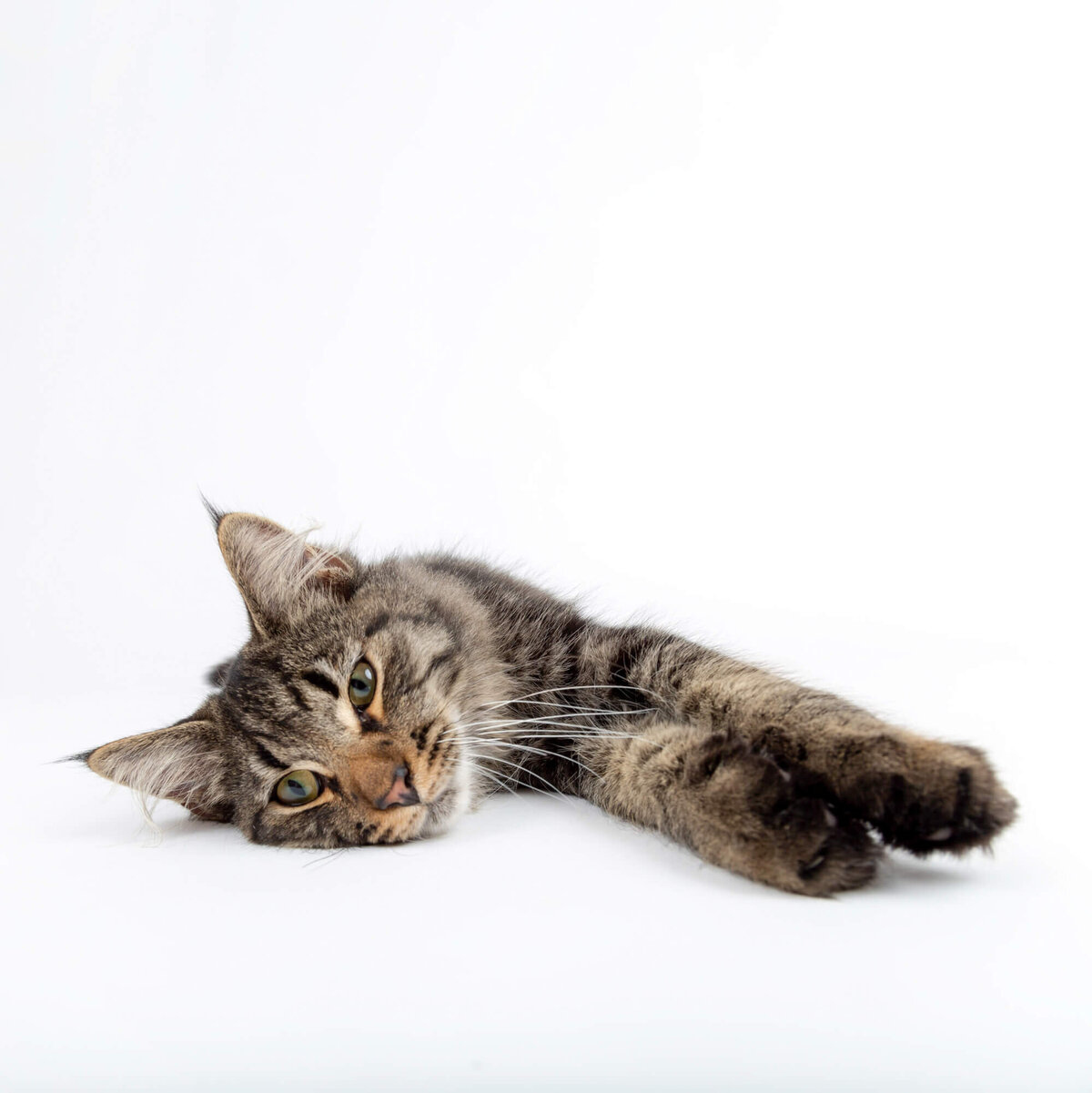 Maine coon kitten lying down on white backdrop