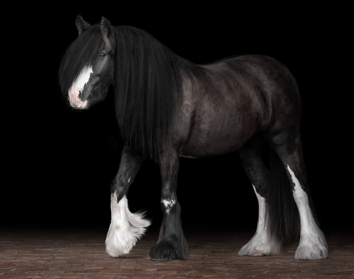 Black Gypsy Vanner Mare walking photographed against a black background.