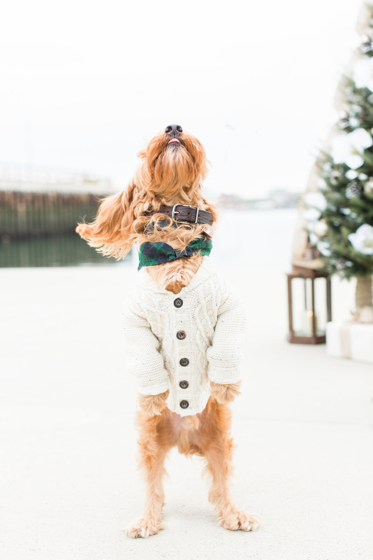Goldendoodle wearing a sweater at Christmas
