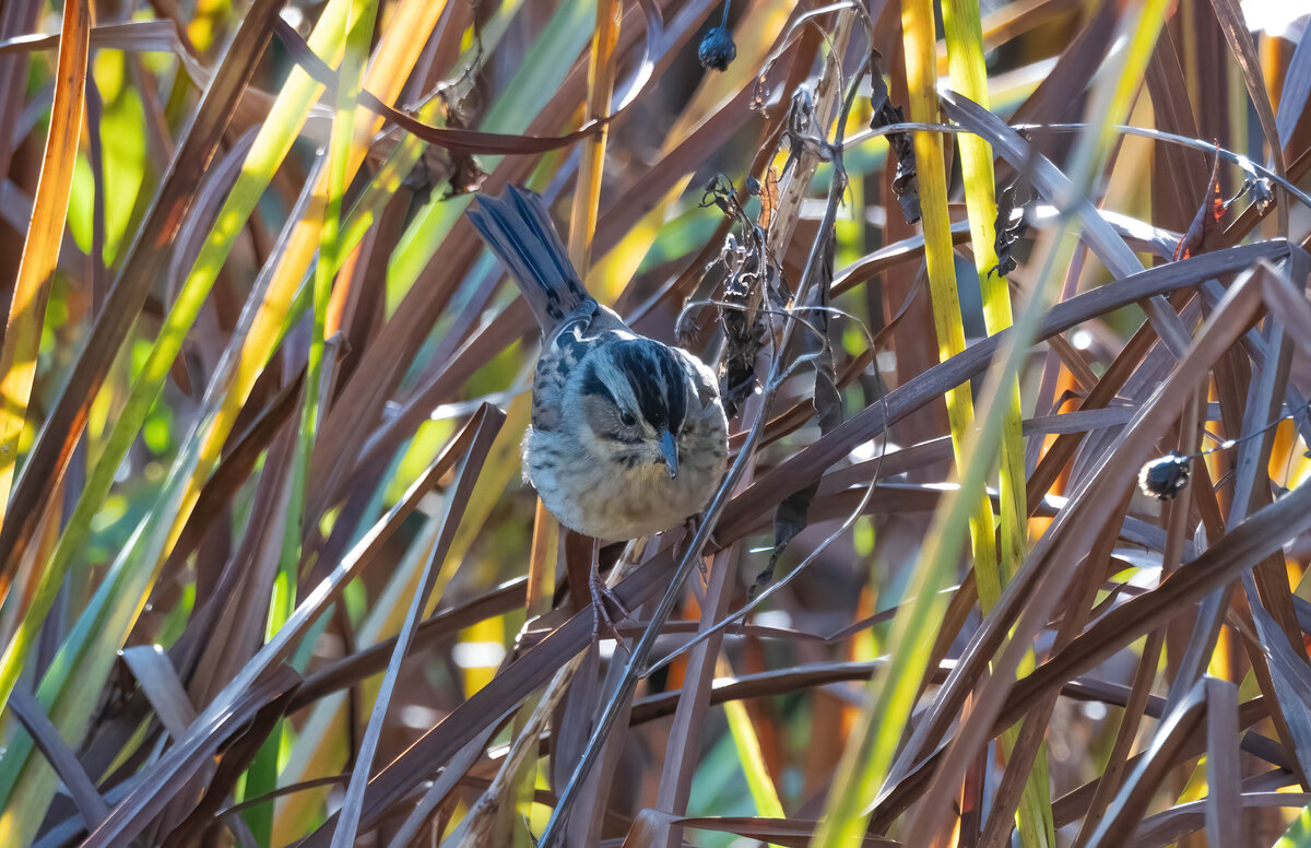 swamp sparrow  1.0-D