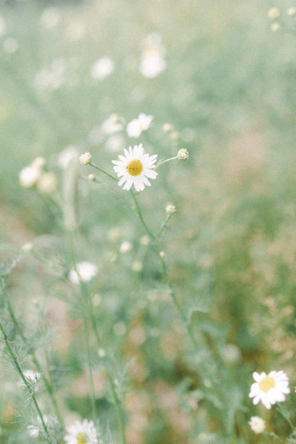 A flower on a flower field. An image by wedding photographer Hannika Gabrielsson.
