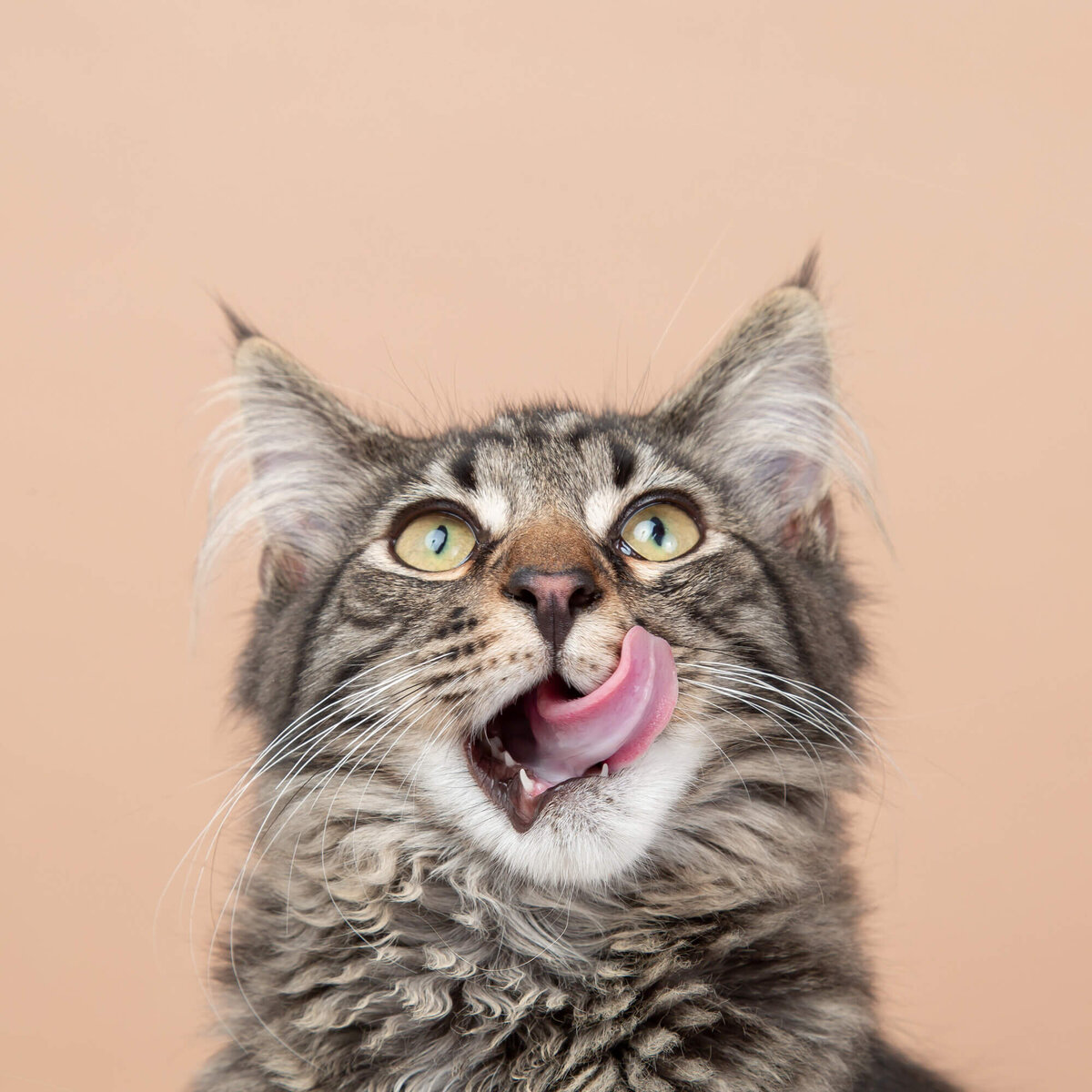 Maine coon kitten licking its lips on tan backdrop