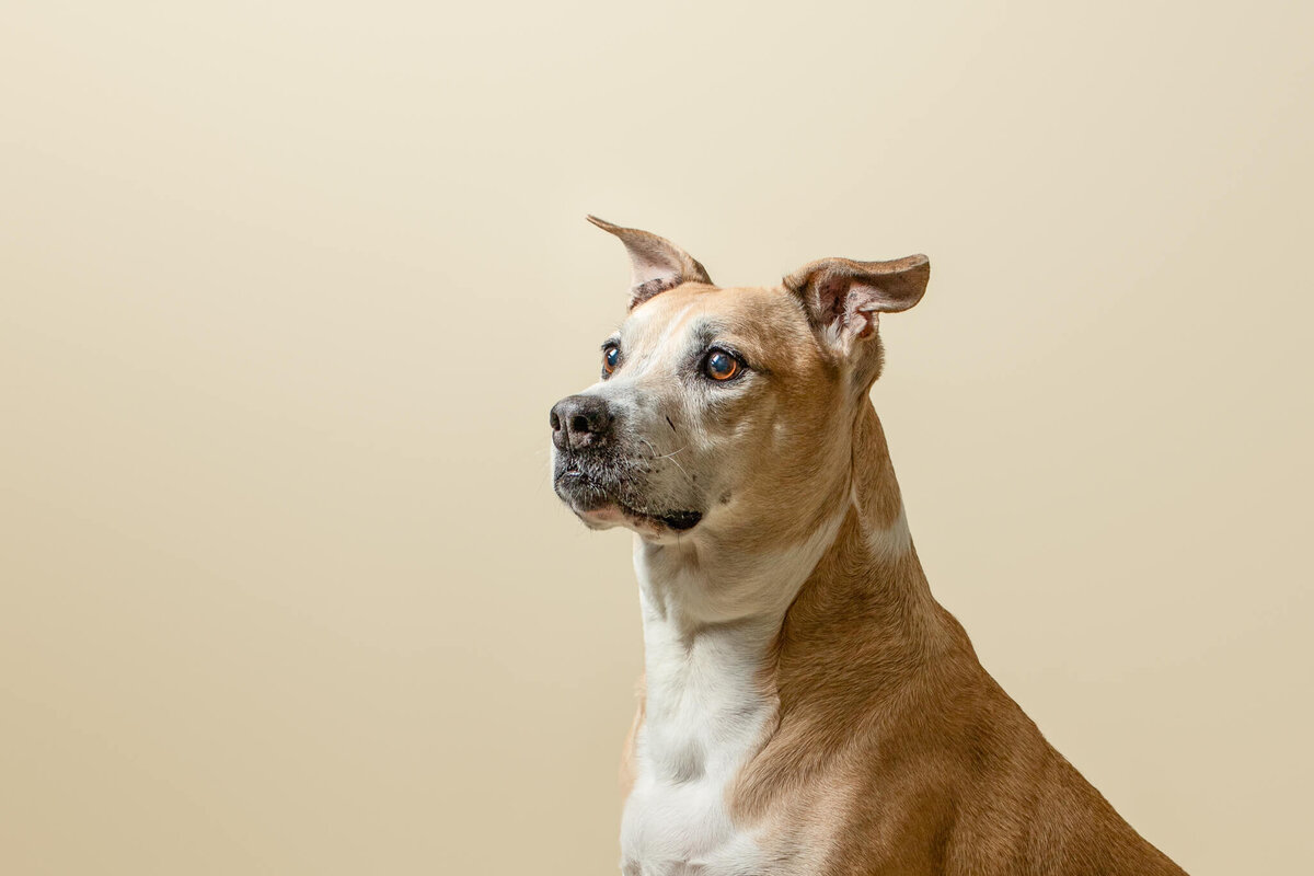 End of Life Dog Photo of a Senior Terrier Mix Pit Bull on a tan background