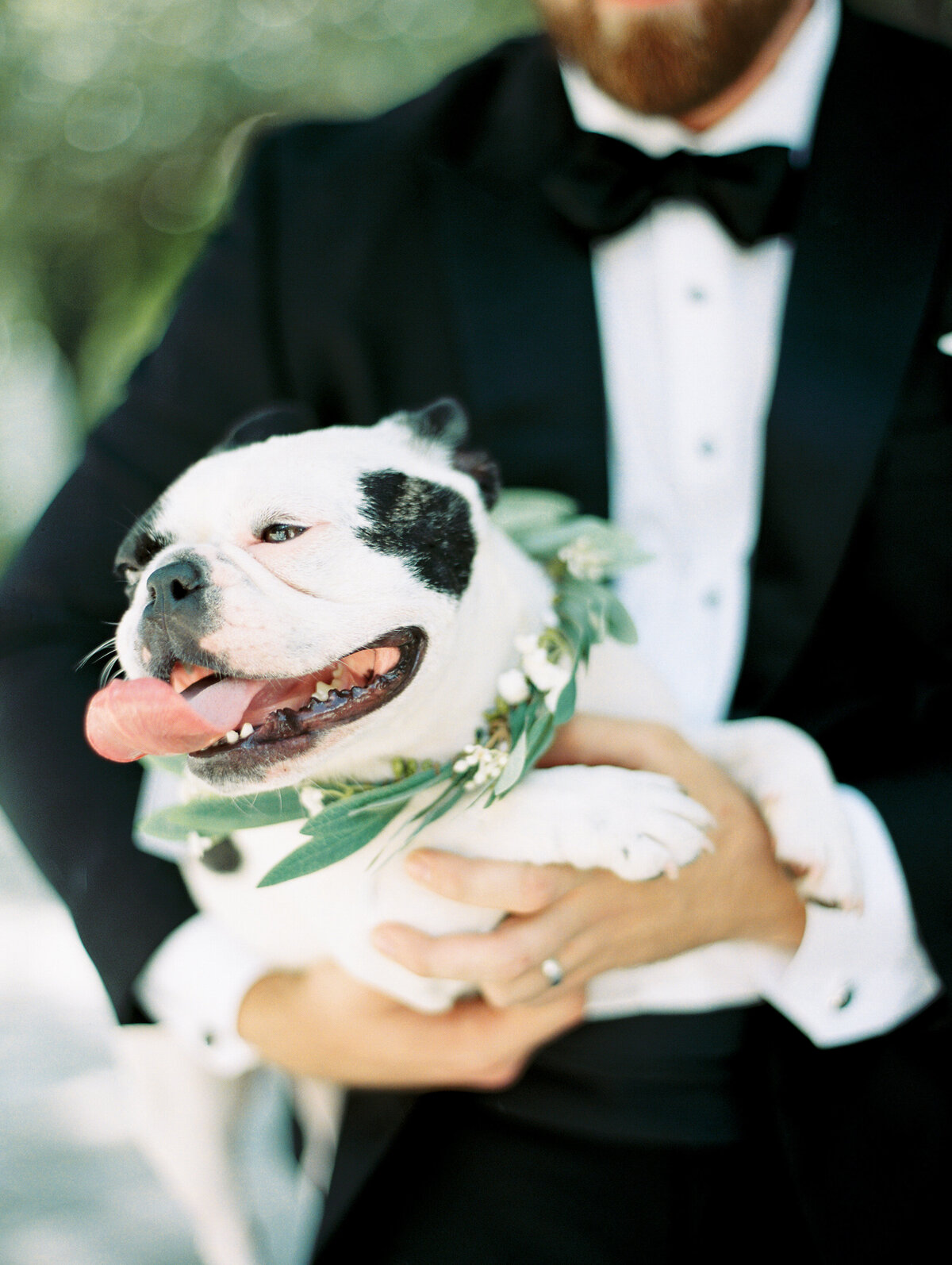 french-bulldog-with-floral-collar-at-wedding