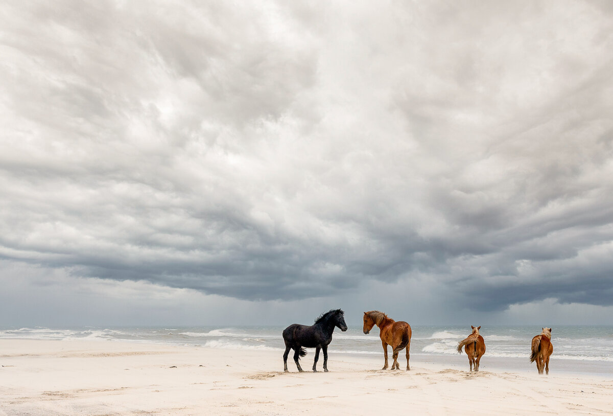 Wild Horses of the Outer Banks by Oden & Janelle Photographers 2022