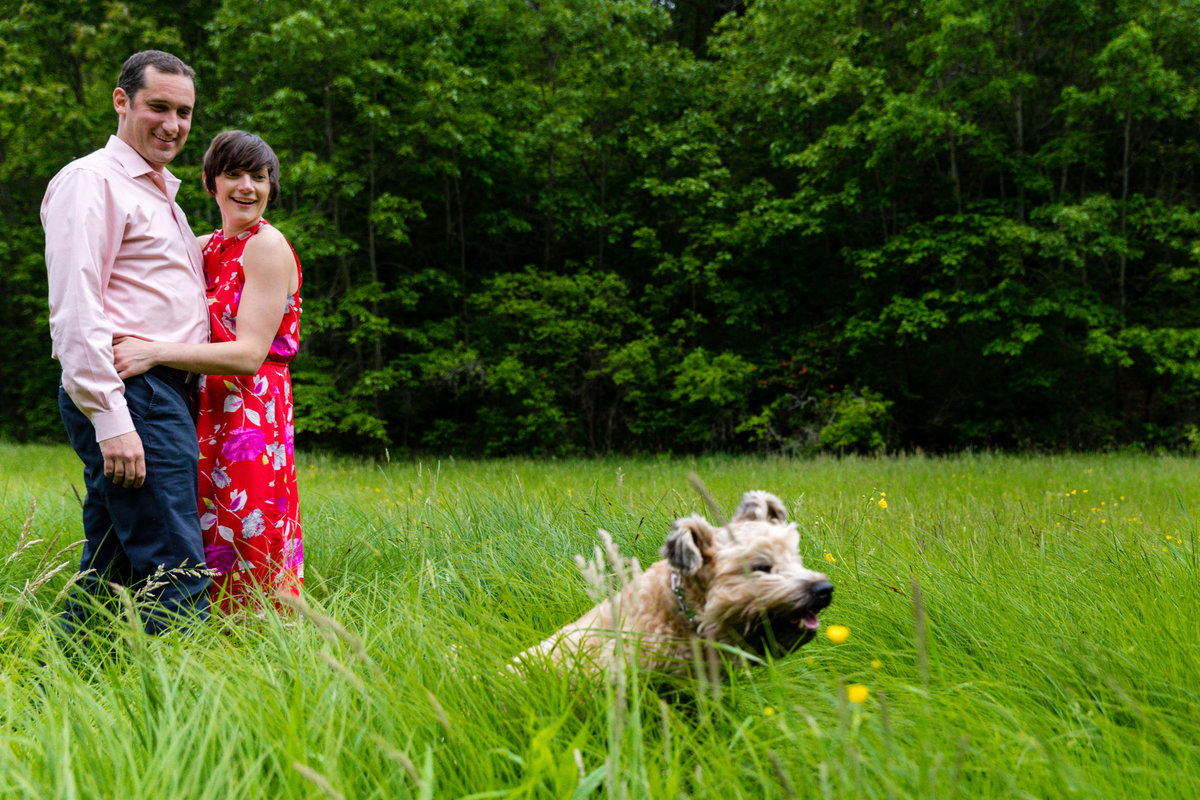The engaged couple laughs as their dog runs through the tall grass at Hardy Farm Maine