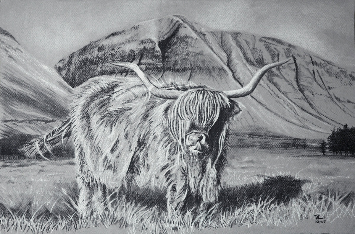 2007-12 Highland Cow - charcoal on grey paper-01-2