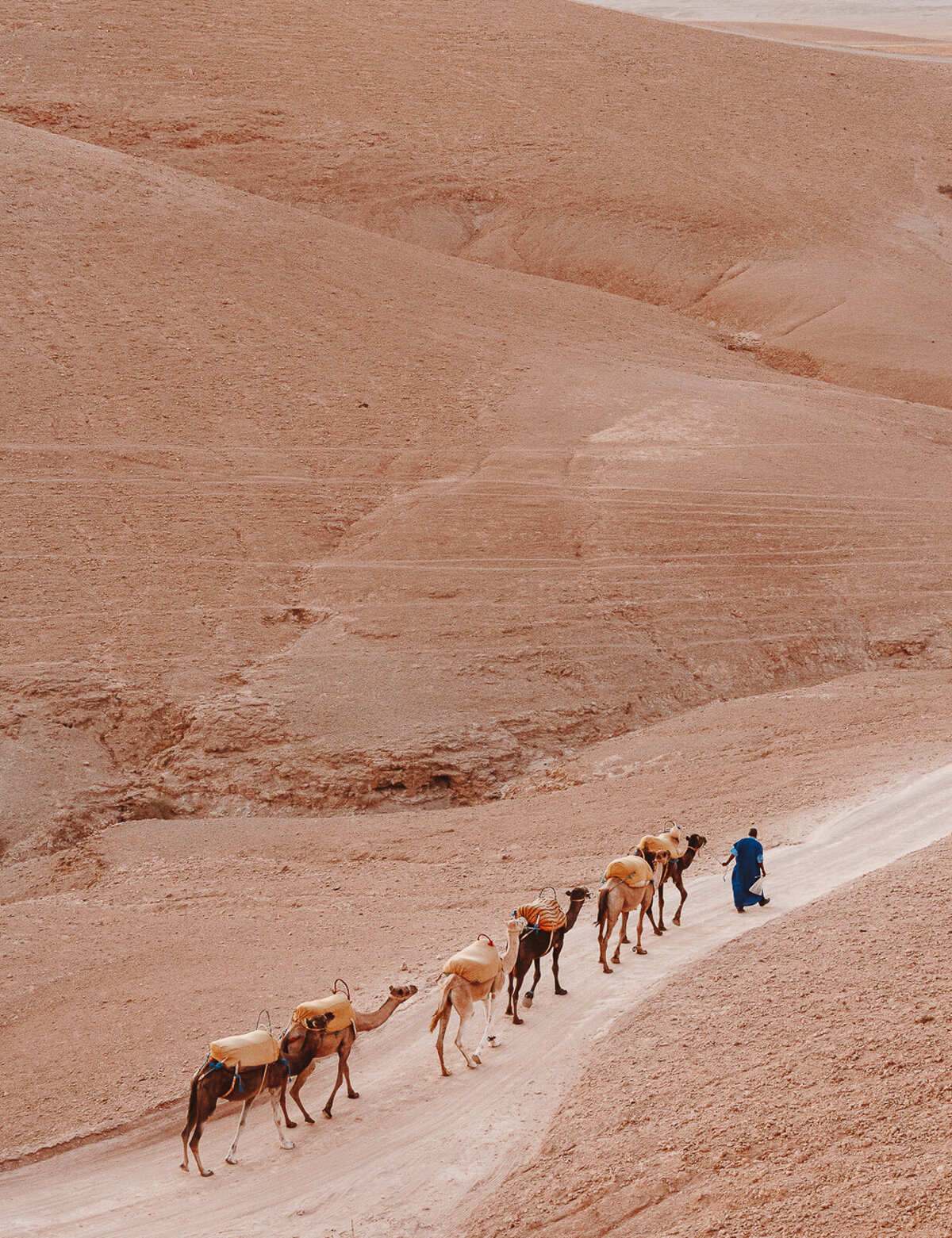 Camel Train,  Morocco