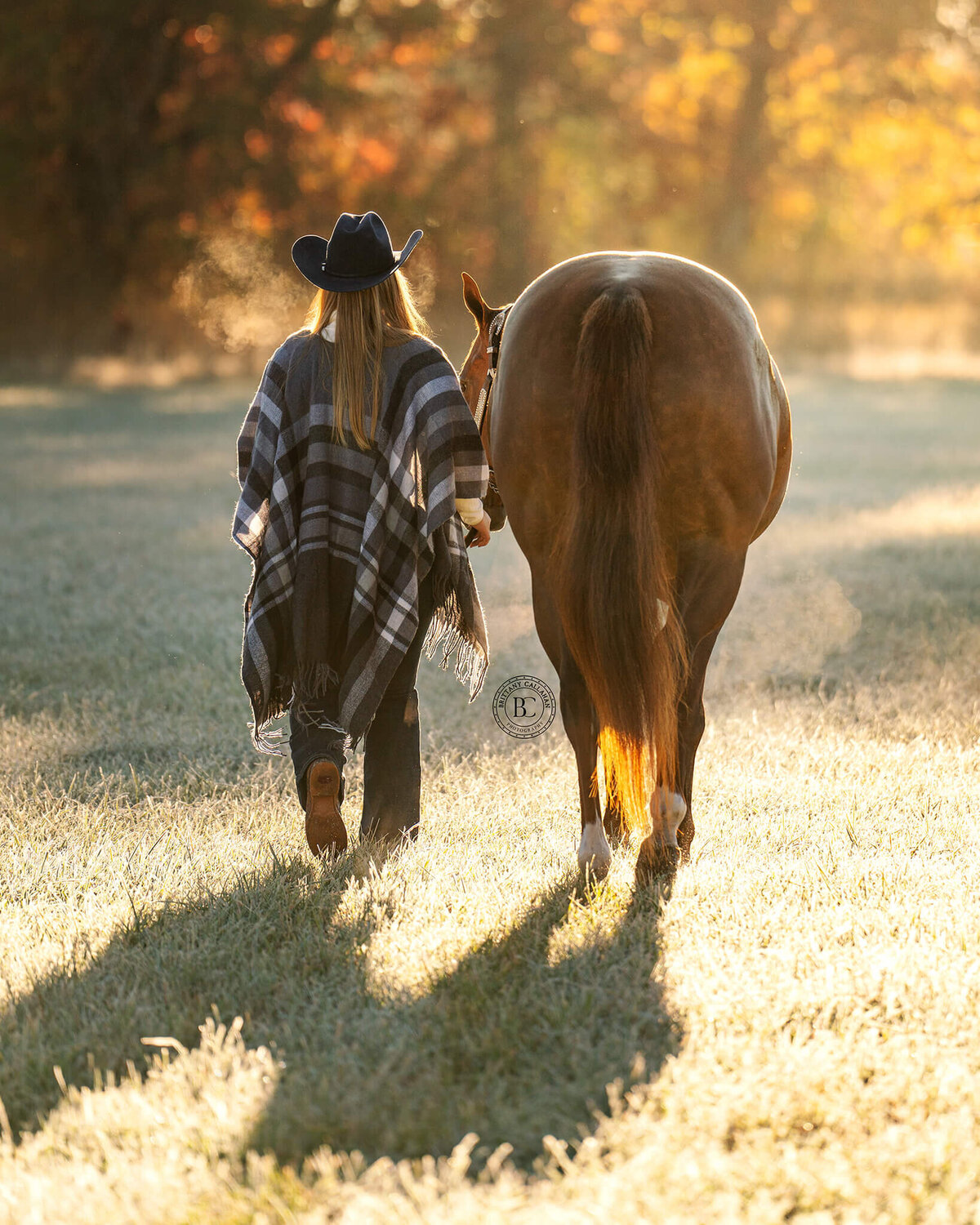 Southern-illinois-horse-photographer-#28