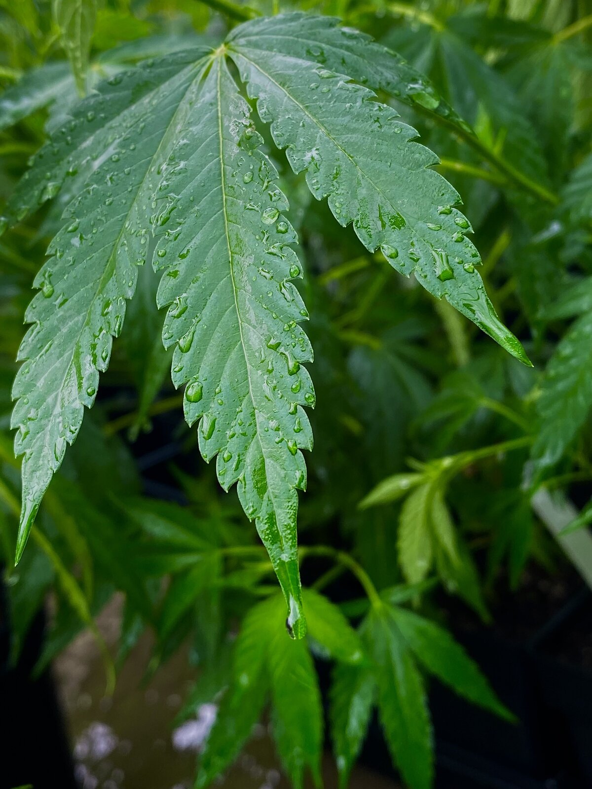 Greenhouse Vegetative Weed Plant