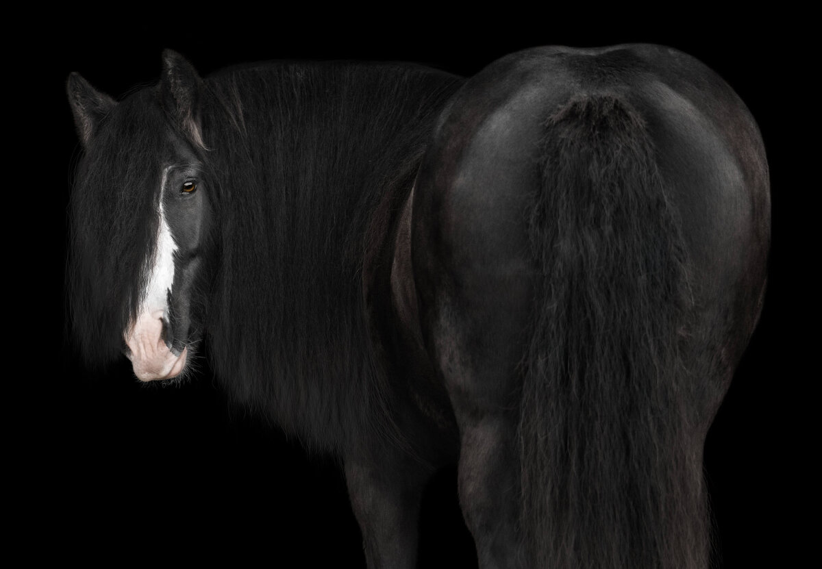 Black Gypsy Vanner gelding standing with butt towards camera looking back captured on a black background style. 