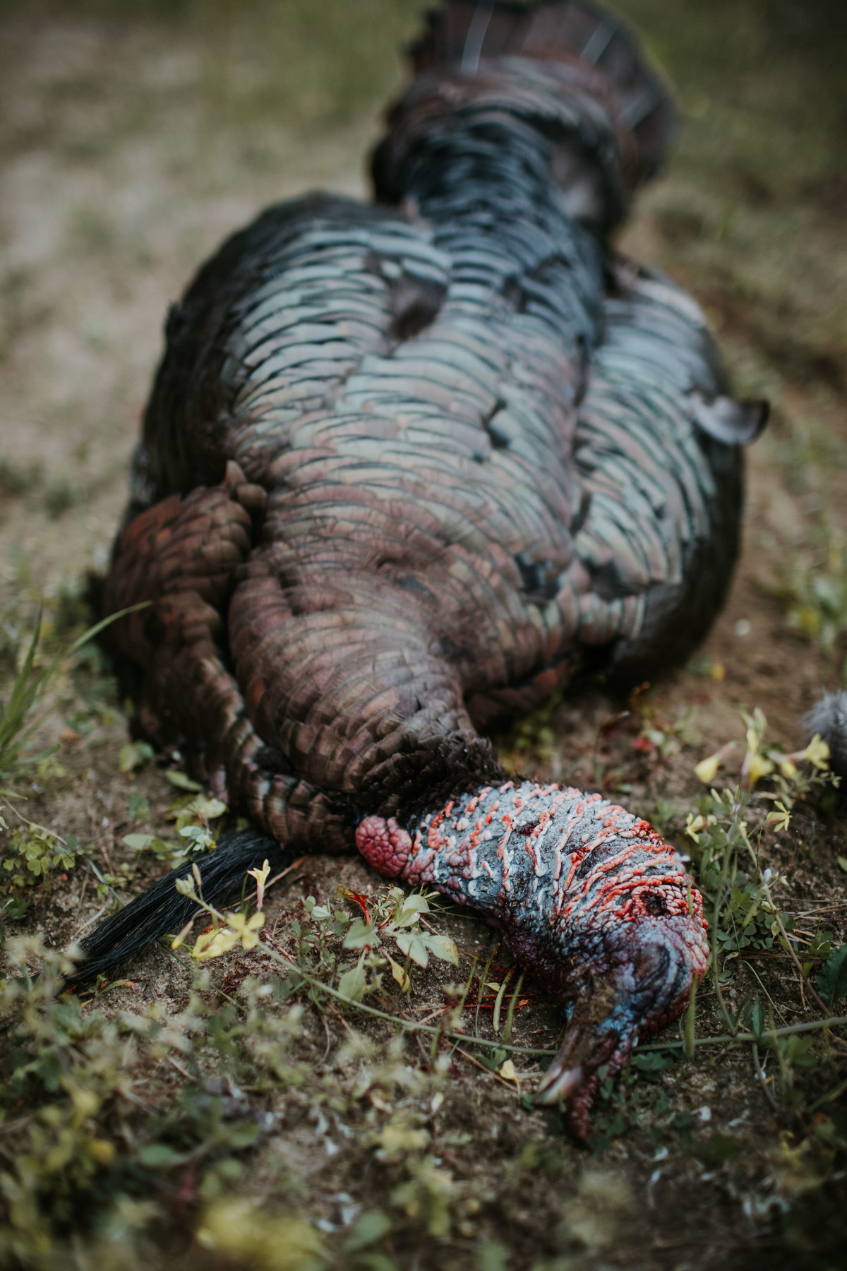 Charleston-sc-turkey-hunting-lifestyle-photography-59